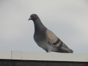 連日、農試公園近くの発寒川の野鳥を探しに行ったが・・・鳩です(*^^*)