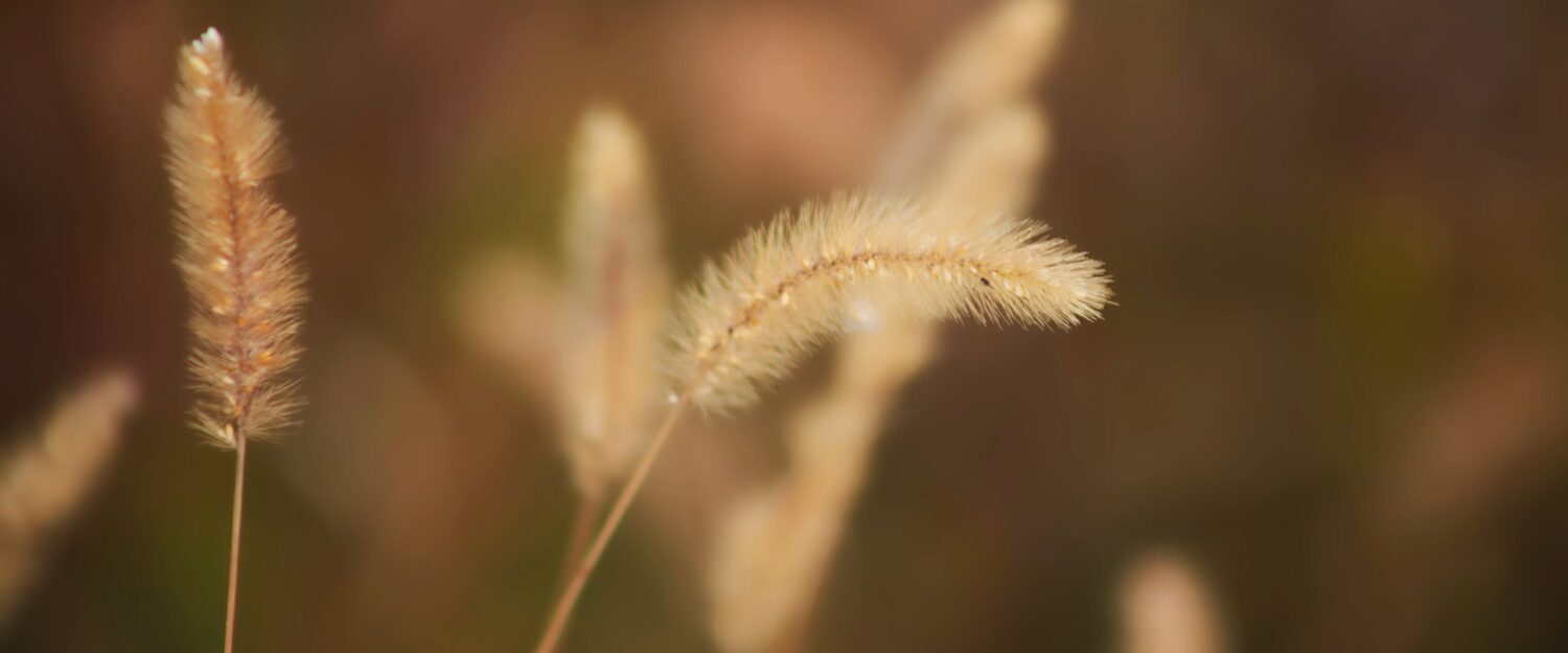 コツネイ＝琴似　マイフォトメモリー