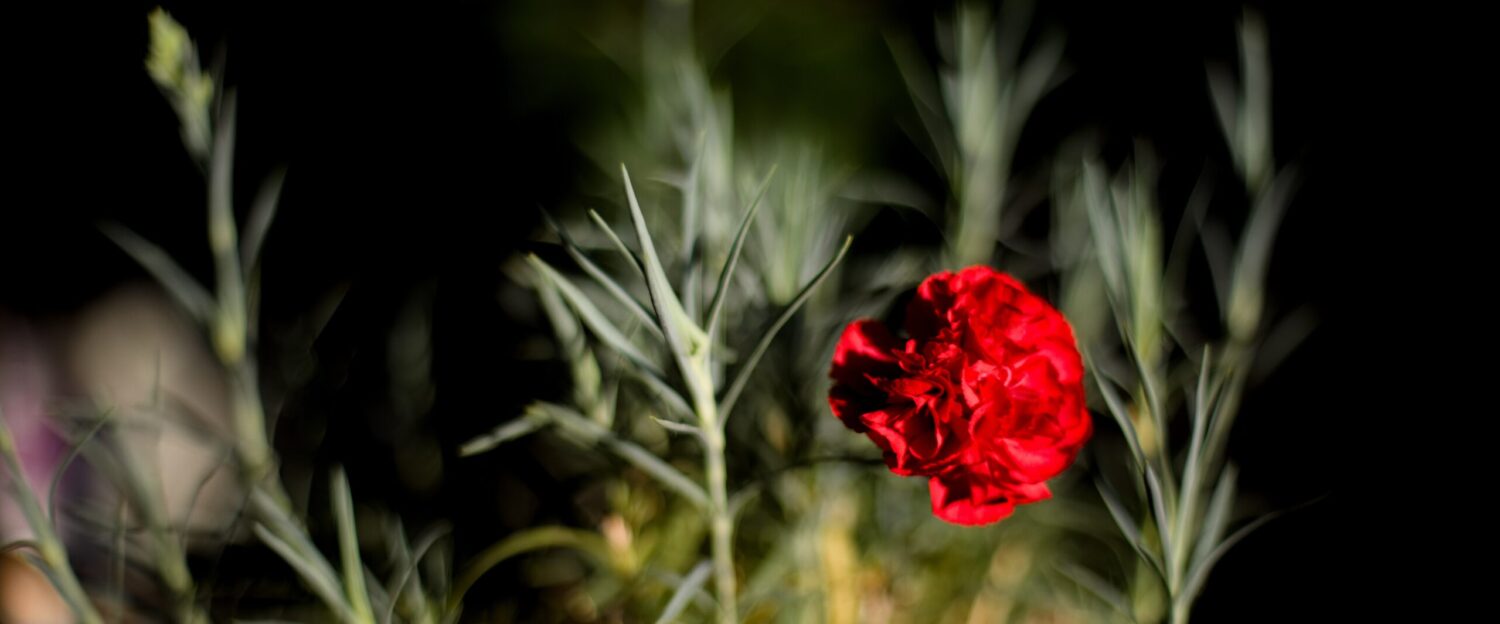 コツネイ＝琴似　マイフォトメモリー