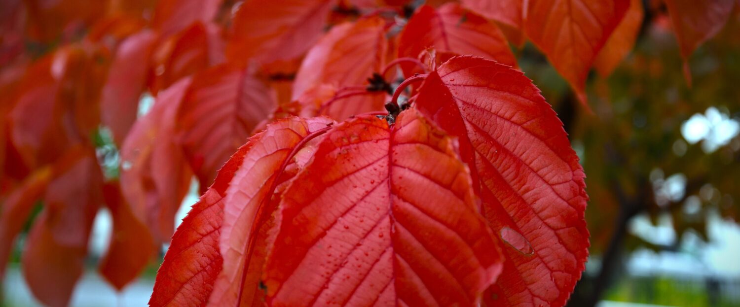 コツネイ＝琴似　マイフォトメモリー