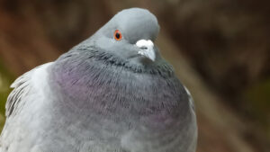 ハトと目👁が合った