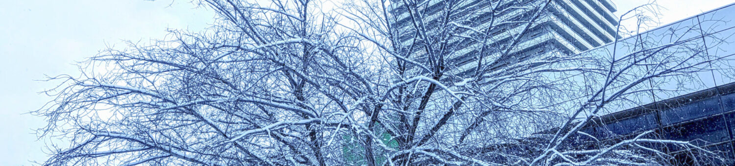 コツネイ　フォトメモリー