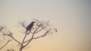 残照（ざんしょう）　20251201