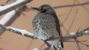 琴似、氷点下の街に灯るムクドリの熱