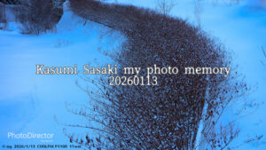 「氷点下の鼓動」発寒川、朝6時の静寂から