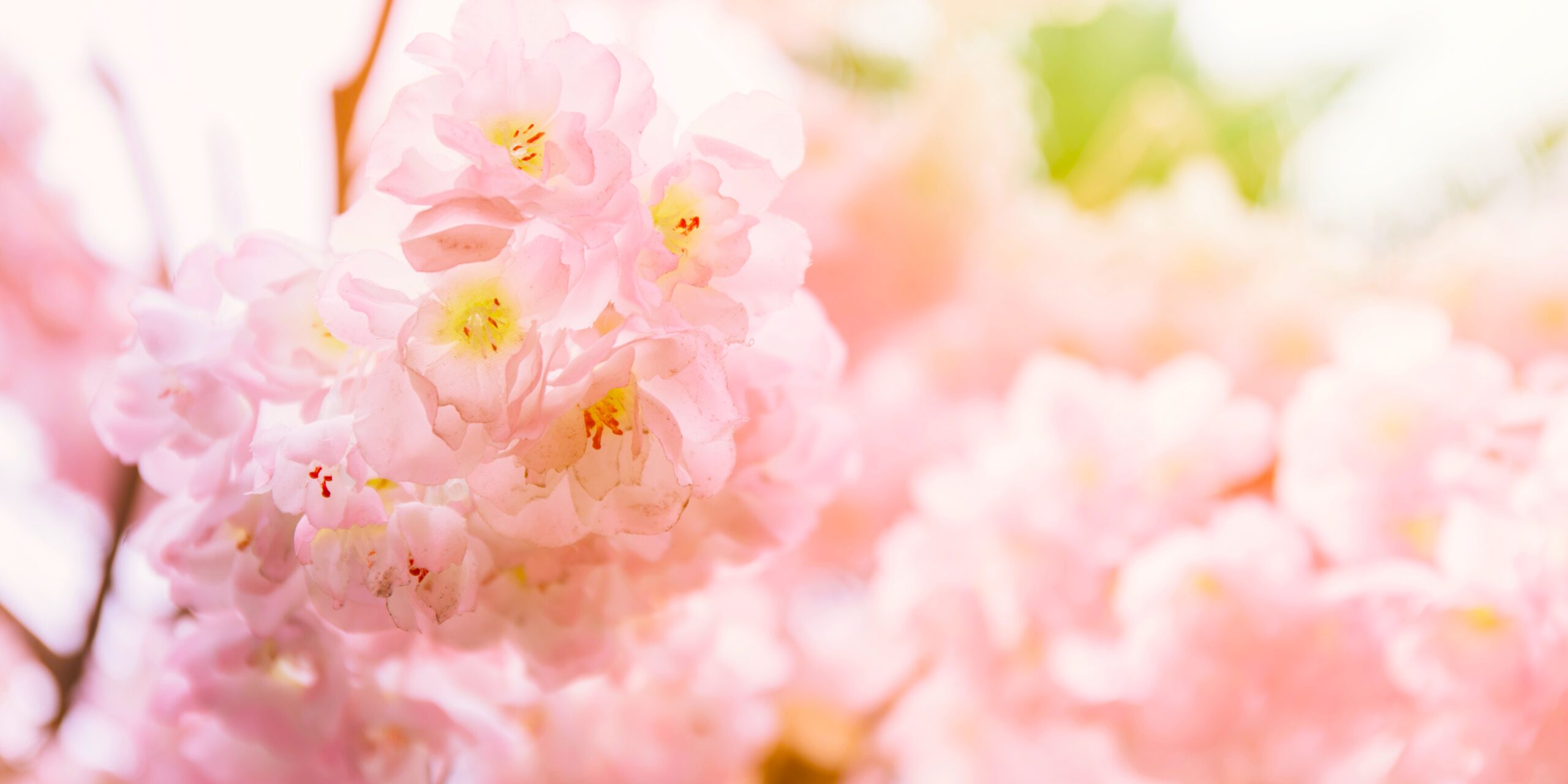 コツネイ　フォトメモリー