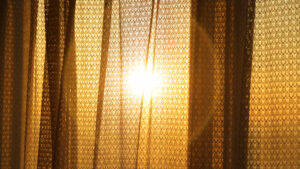 今日の一枚　白樺とごぼ天　20260327