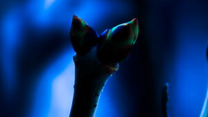 SORA　「雨晴」　Rain followed by sunshine　20260325