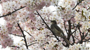 七分咲きの桜名所に人が寄る。