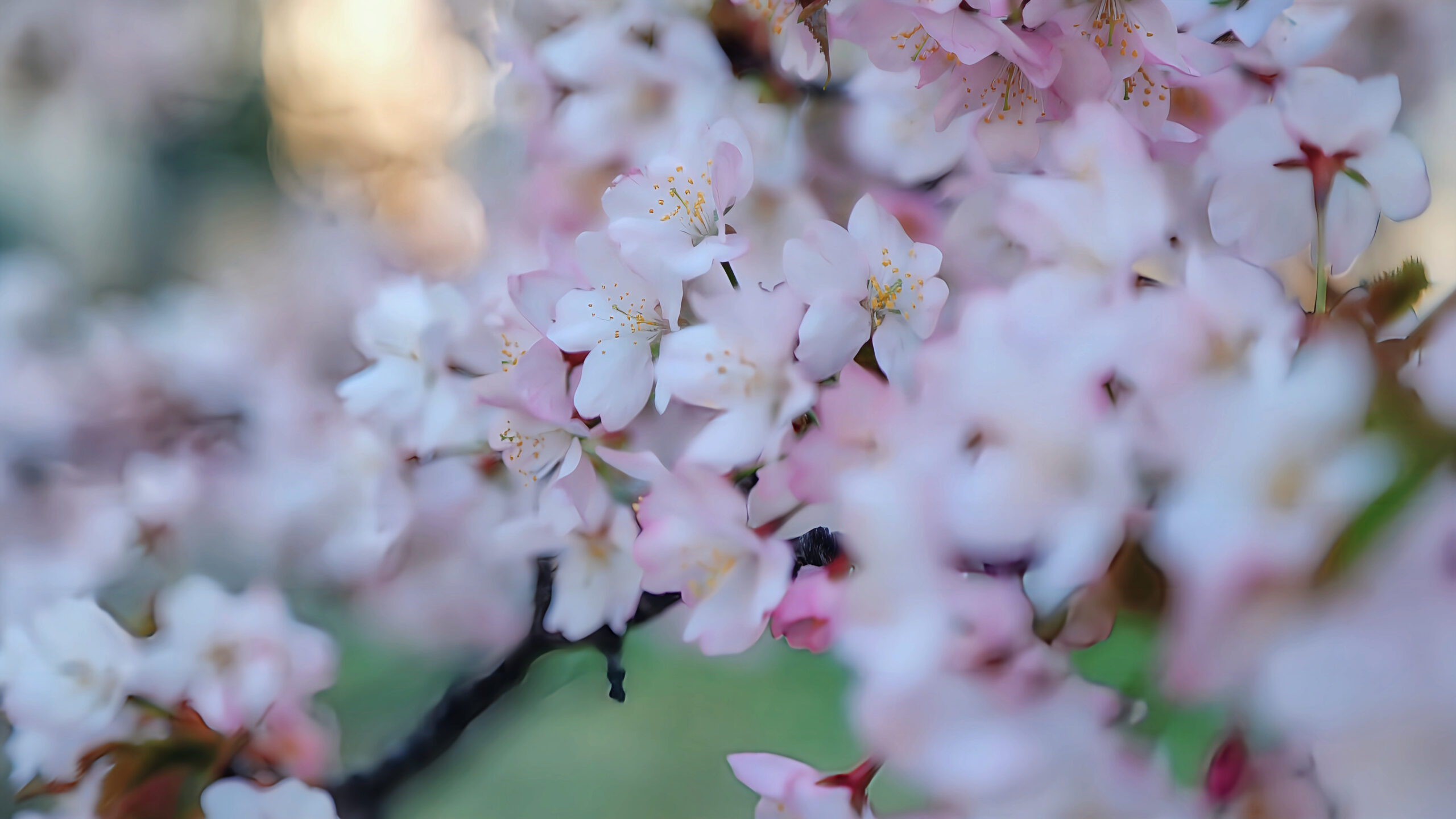 桜咲く」幸せ気分がやってくる - コツネイ フォトメモリー