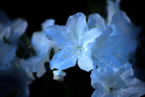 「琴似の花たち」白ツツジが夕陽に照らされて、引き寄せる。