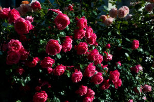 琴似の花たち！ 赤い薔薇