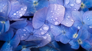 琴似の花たち！蝦夷梅雨突入～アジサイが美しさを増しています。