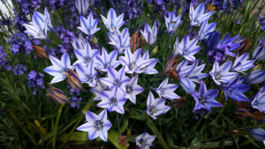 琴似の花たち！満開から枯れはじめの美しさ