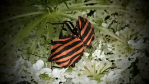 琴似の花と虫たち！ノラニンジンとアカスジカメムシ