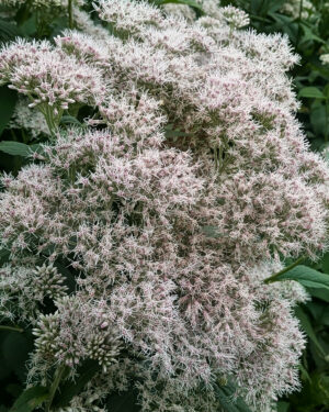 ゴルフ場の花たち！北広島ゴルフ倶楽部 ヒヨドリバナ 「清楚」「期待」「延期」