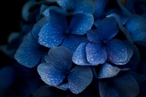 琴似の花たち！霧雨に輝くアジサイの終末