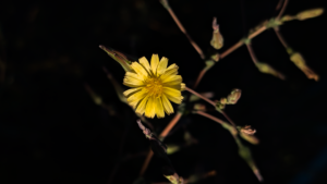 琴似の花たち！ トゲチシャ（刺萵苣）雑草