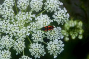 琴似の花と虫たち！ノラニンジンとマダラアシナガカメムシ