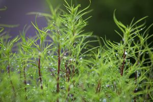 美しい琴似の朝！ 雨上がりの匂いが漂う、琴似の朝5時。