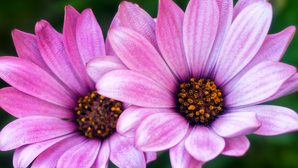 琴似の花たち！ キク科のオステオスペルマムが可愛い(*^-^*)